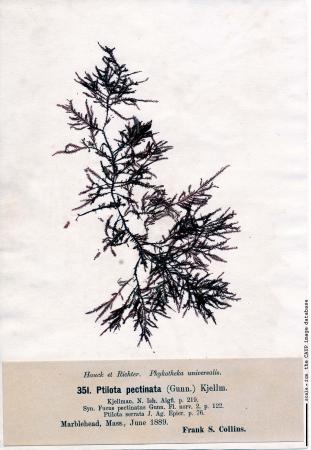 Ptilota serrata.jpg